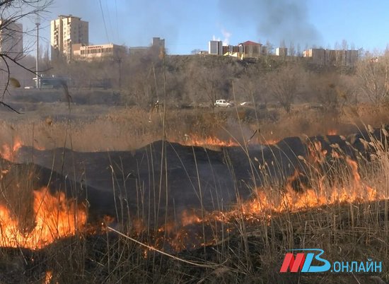 В Волгоградской области с начала года произошло 42 лесных пожара