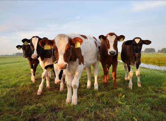 В Волгоградской области нарушили право жителей поселка на выпас скота