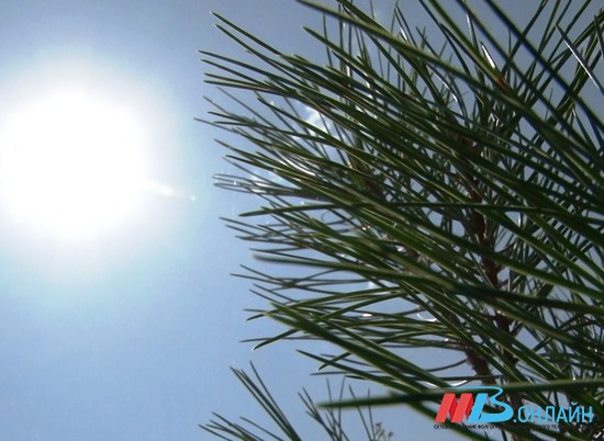 Гидрометцентр предупредил о жаре до 41 градуса в Волгоградской области