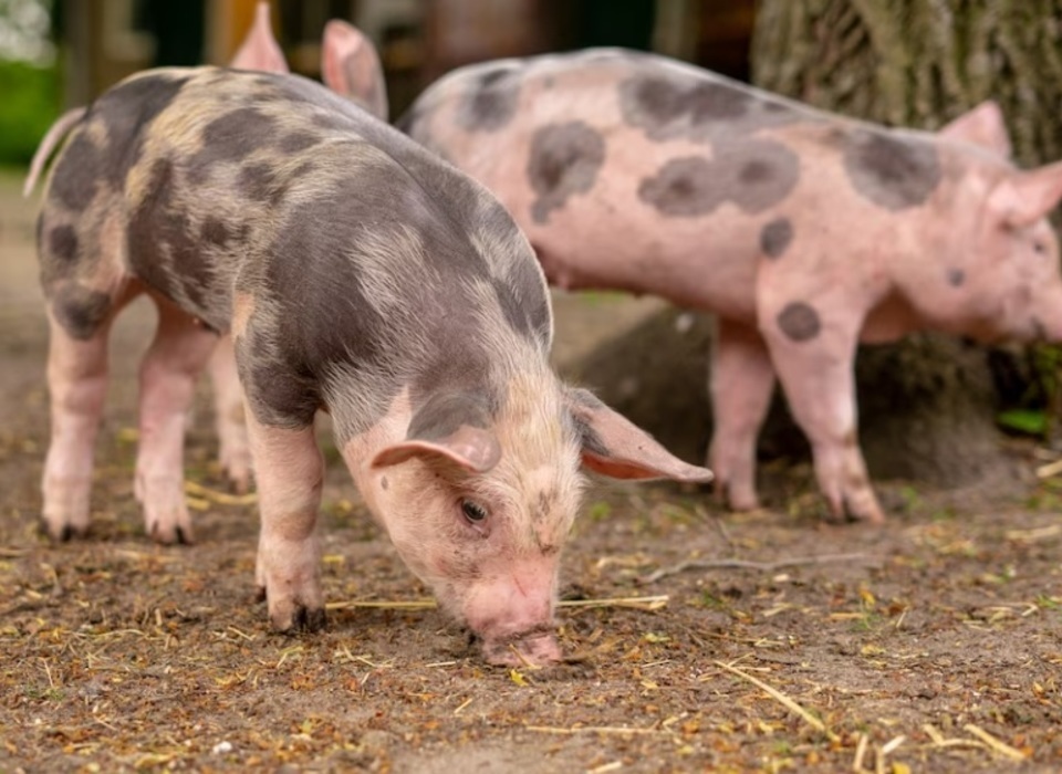 В Волгоградской области за неделю цена на свинину выросла на 4%