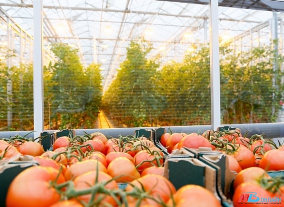 В Волгоградской области свежие помидоры подорожали на 15,1%