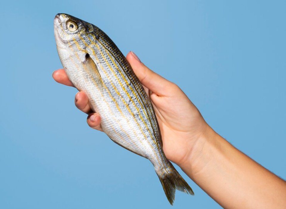 РПН дал волгоградцам советы по выбору белой рыбы