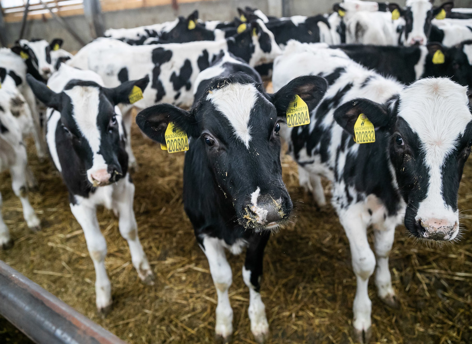 На 2,5 тыс. увеличилось поголовье крупнорогатого скота в Волгоградской области