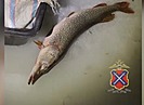70 килограмм рыбы и 25 орудий лова изъяли у браконьеров под Волгоградом
