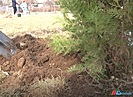 Под Волгоградом благодаря школьникам и депутатам высажено свыше 200 дубов