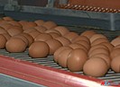 В Волгограде яйца взлетели в цене